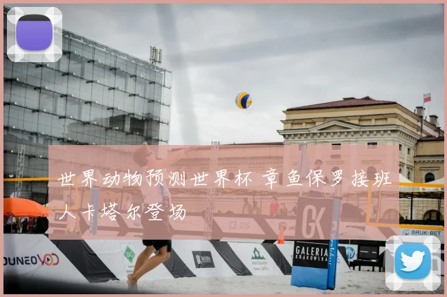 世界动物预测世界杯 章鱼保罗接班人卡塔尔登场